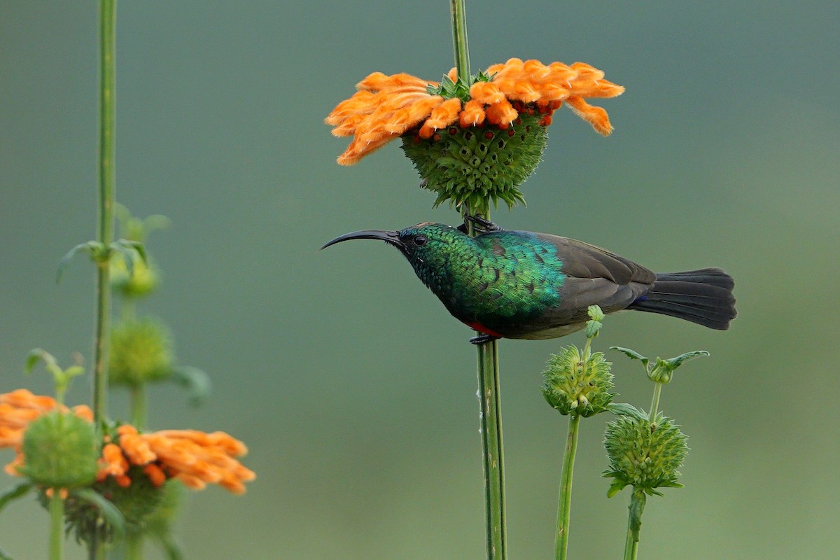 Greater Double-collared Sunbird - Dave Rimmer