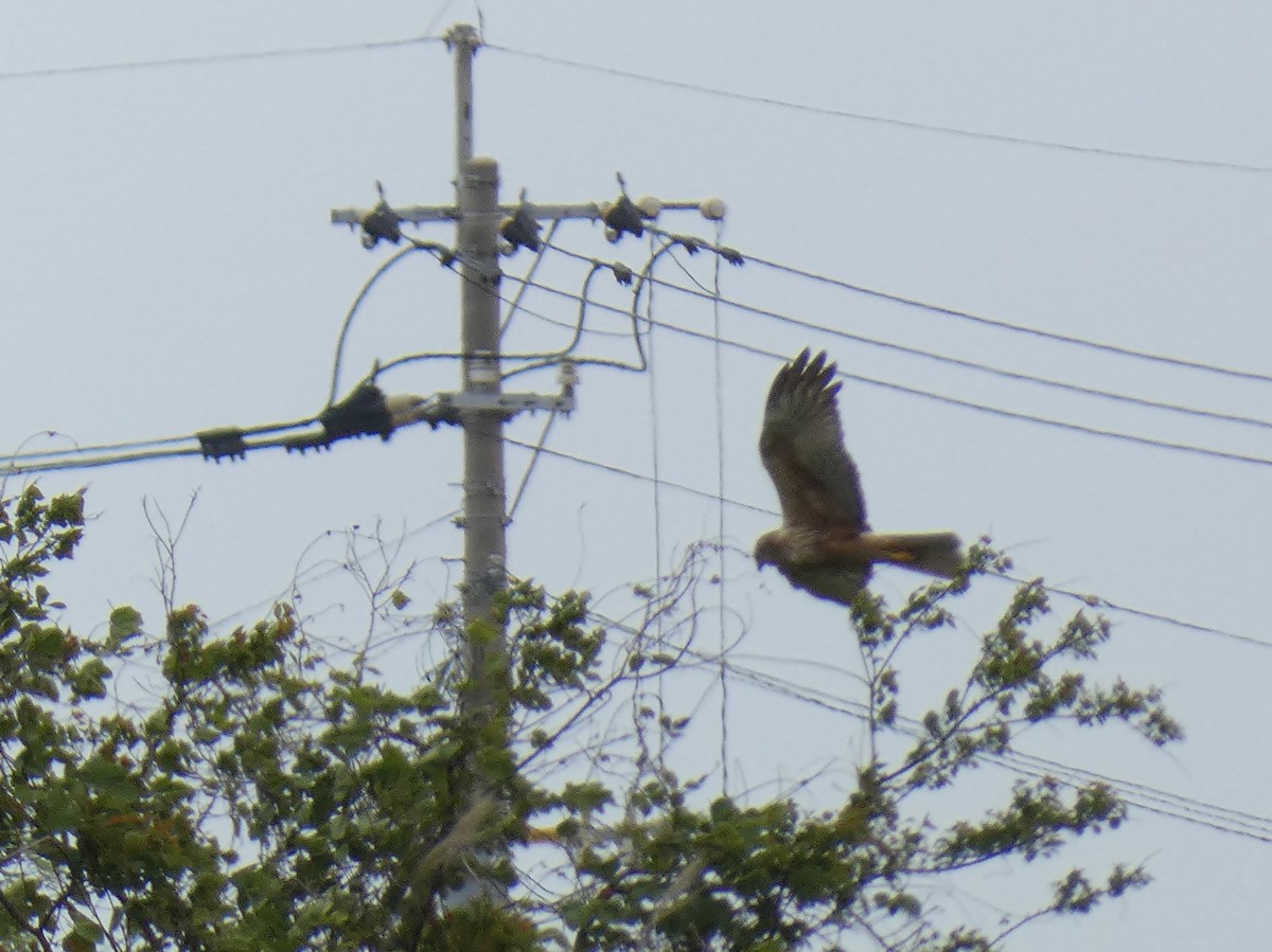 Eastern Marsh Harrier - ryu en