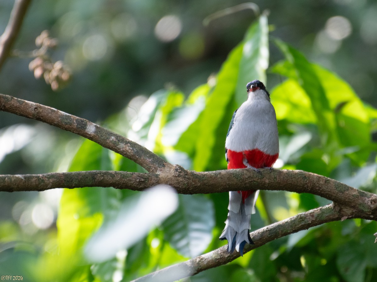 Cuban Trogon - T I