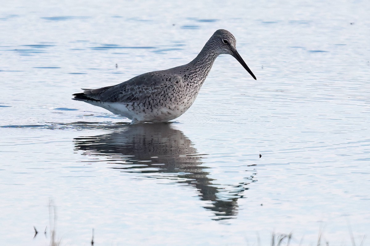 Willet - Steve Parker