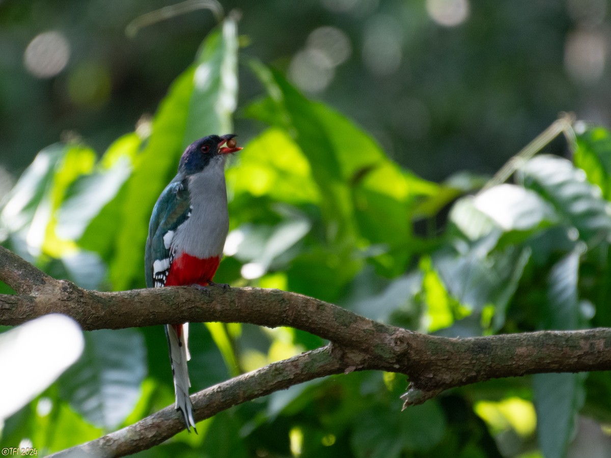 Cuban Trogon - T I