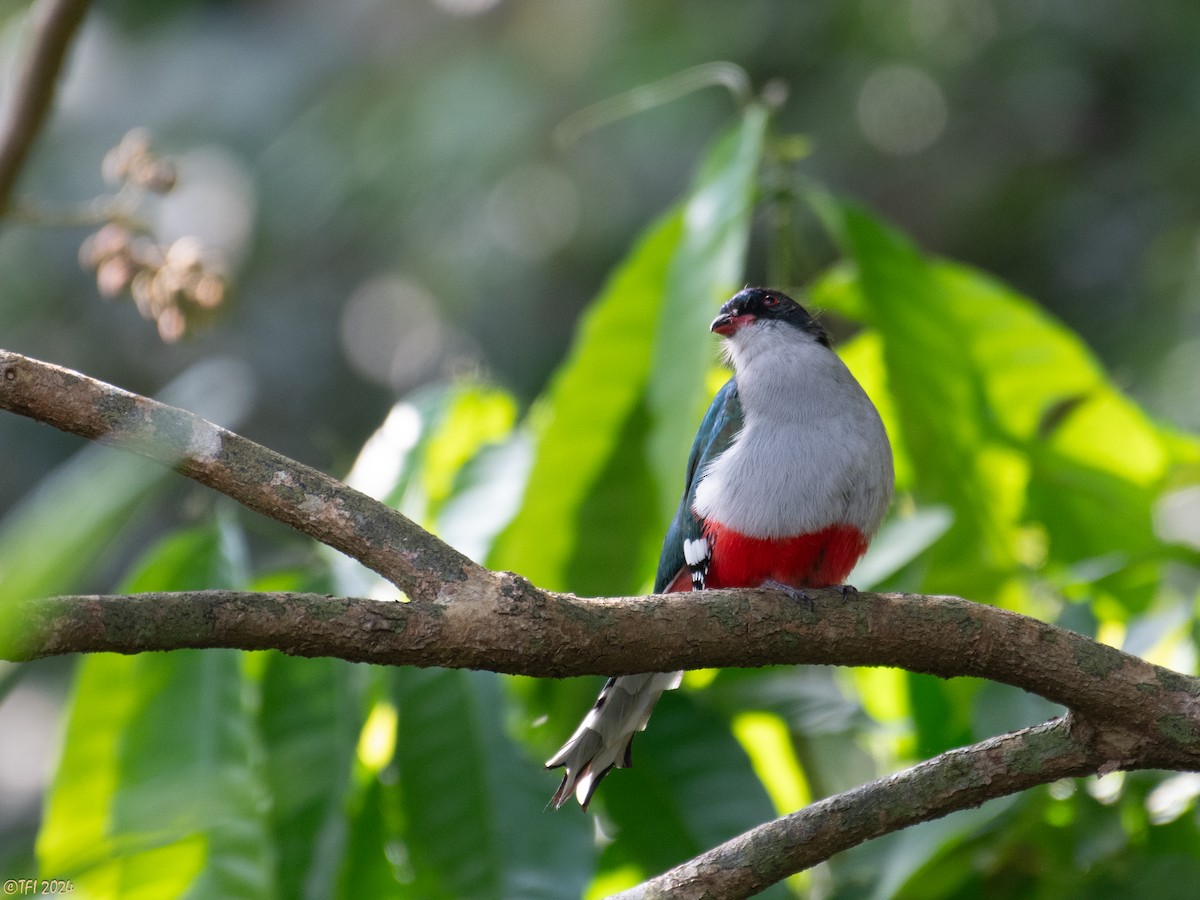 Cuban Trogon - T I