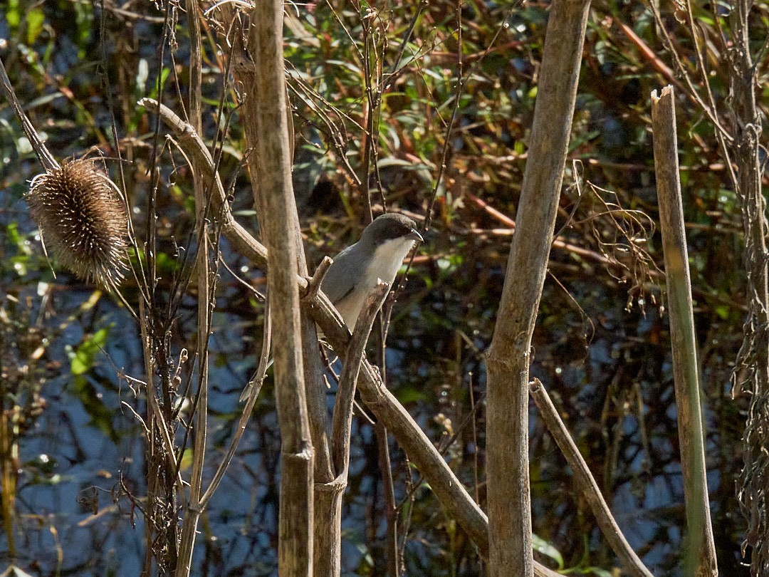 Black-capped Warbling Finch - Juan Piñanelli