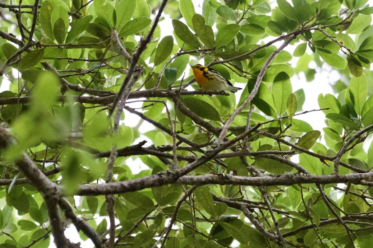 Blackburnian Warbler - ML618958579