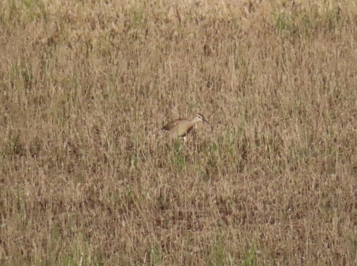 Whimbrel - Catherine Sandell