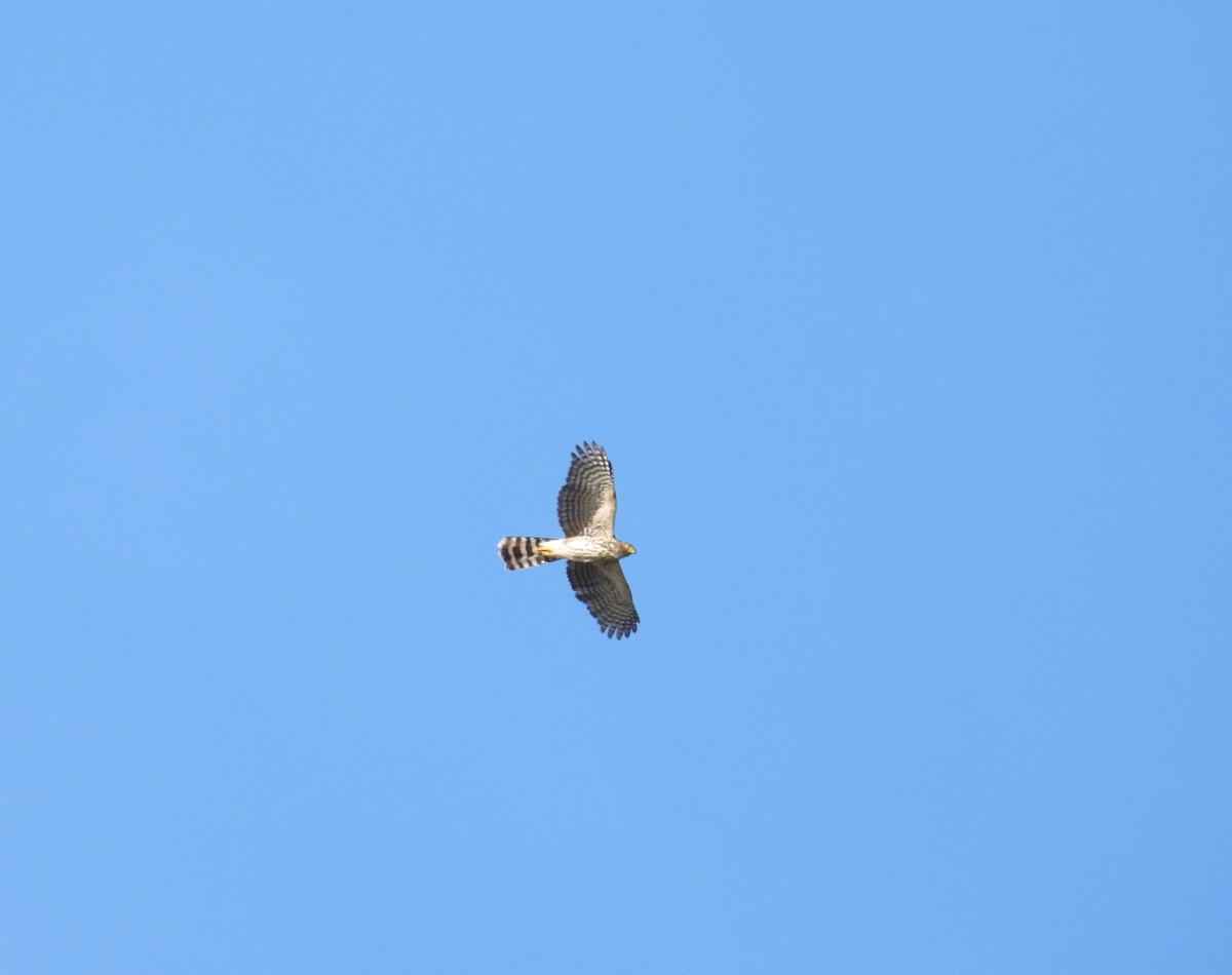 Sharp-shinned Hawk - Carlos Cabrera