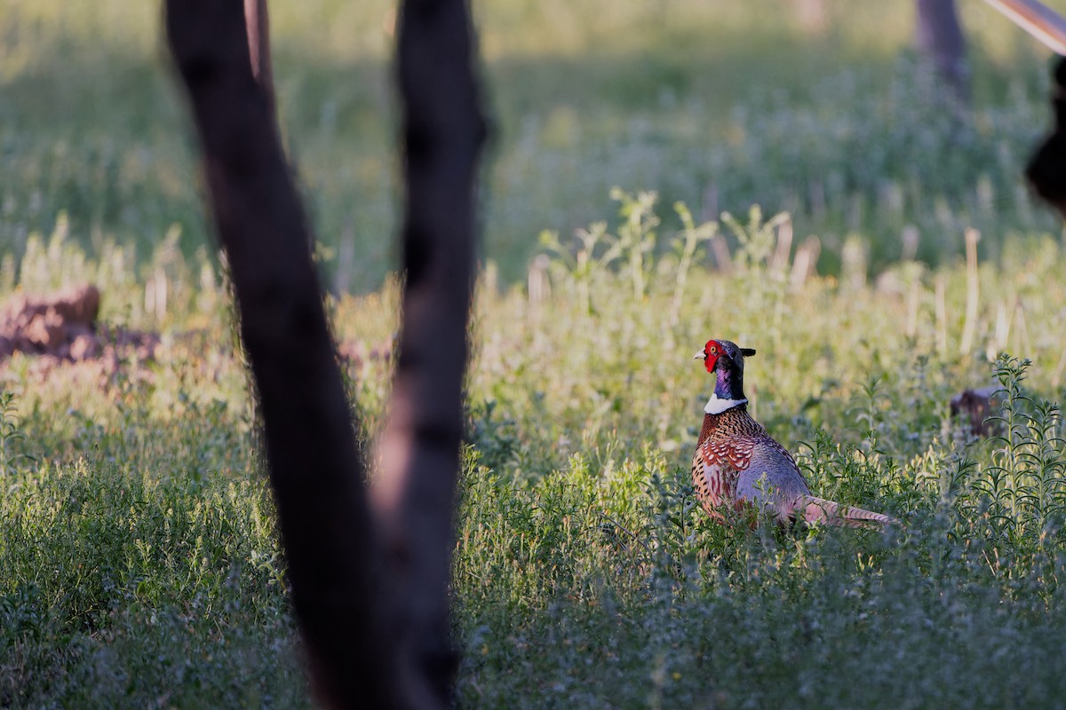 Ring-necked Pheasant - ML618958637