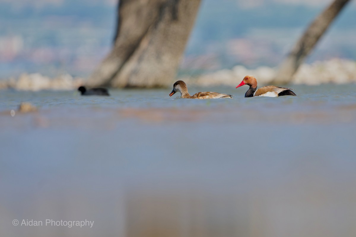 Red-crested Pochard - ML618958644