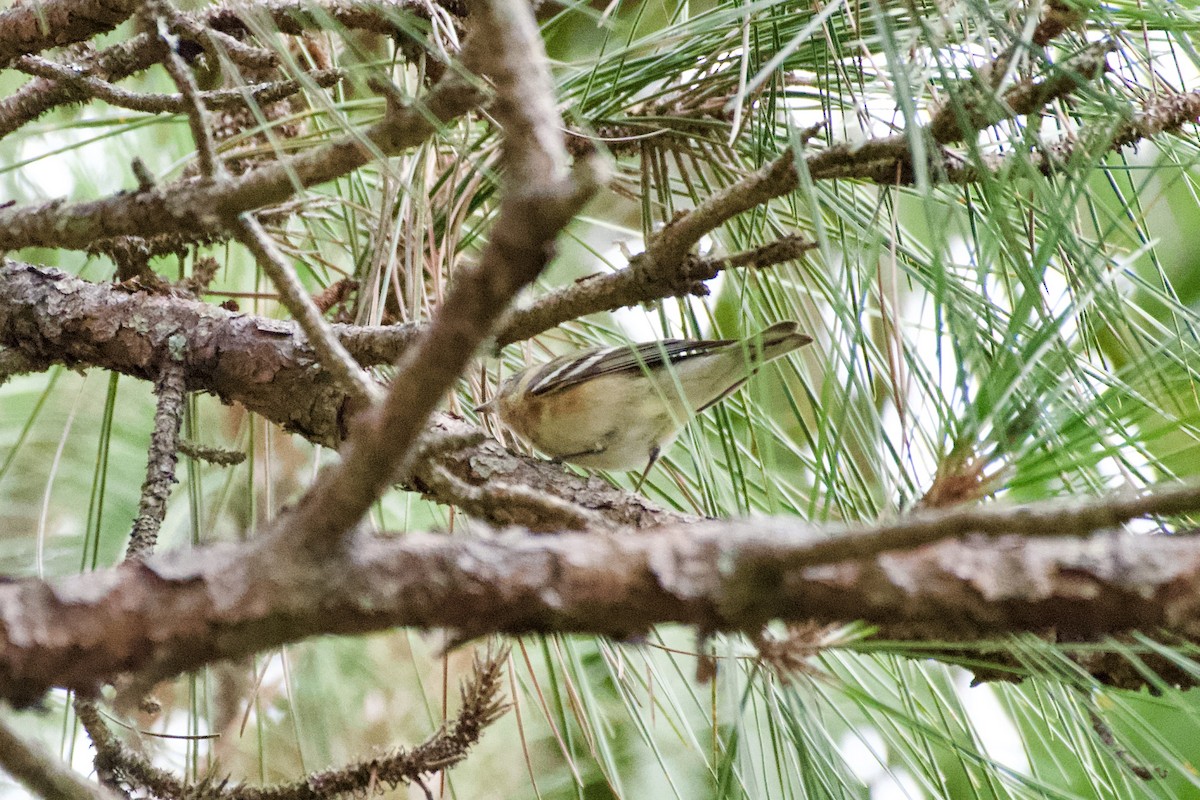 Bay-breasted Warbler - ML618958653