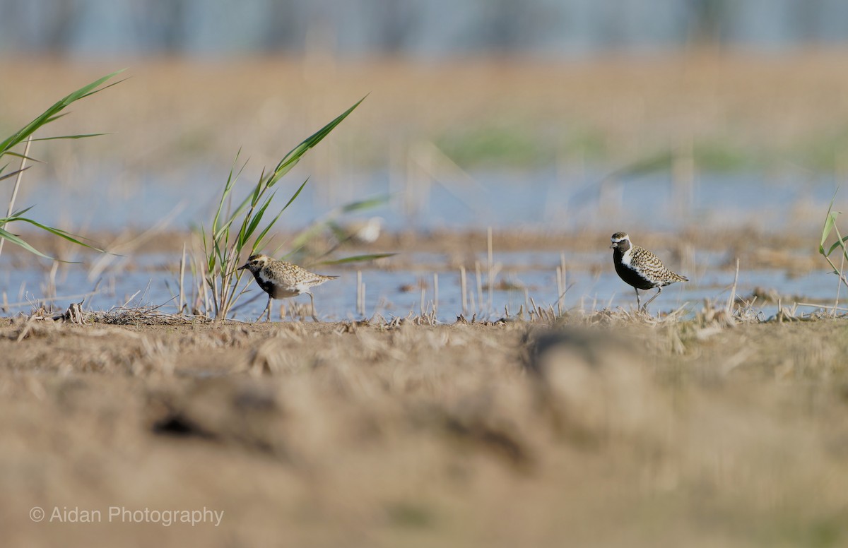 Pacific Golden-Plover - ML618958658