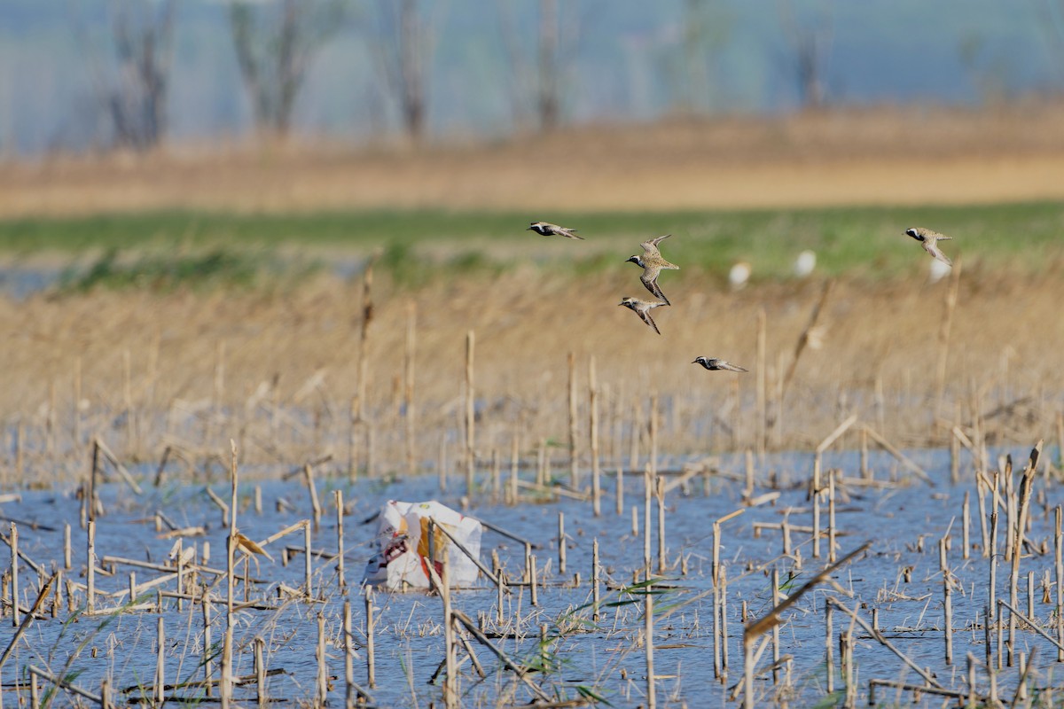 Pacific Golden-Plover - ML618958660