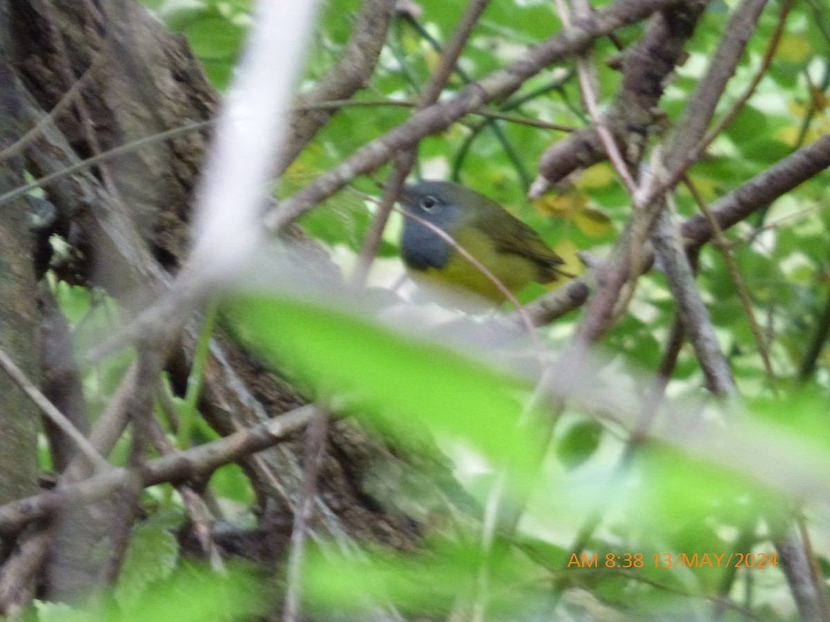 Connecticut Warbler - ML618958677