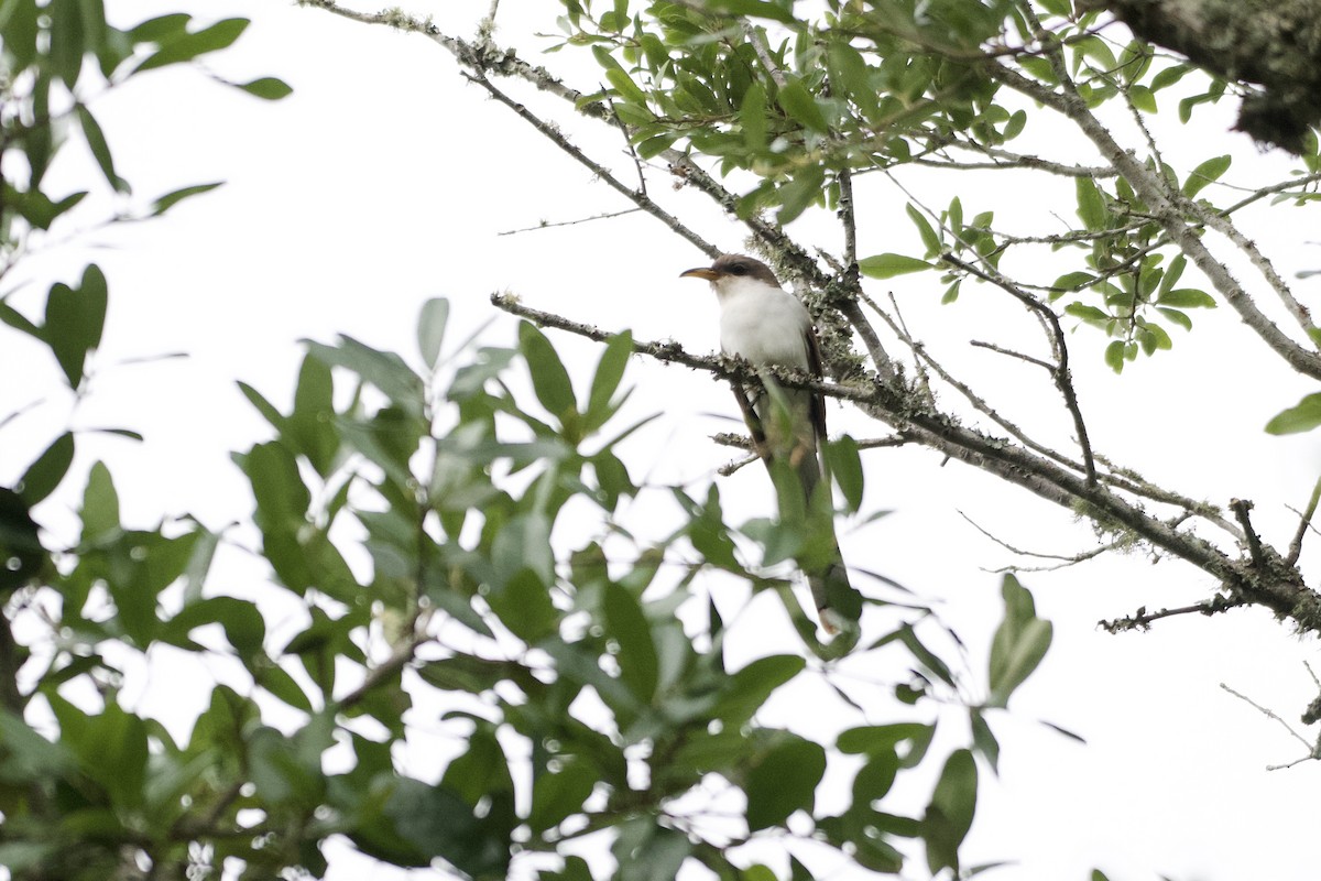 Yellow-billed Cuckoo - ML618958681