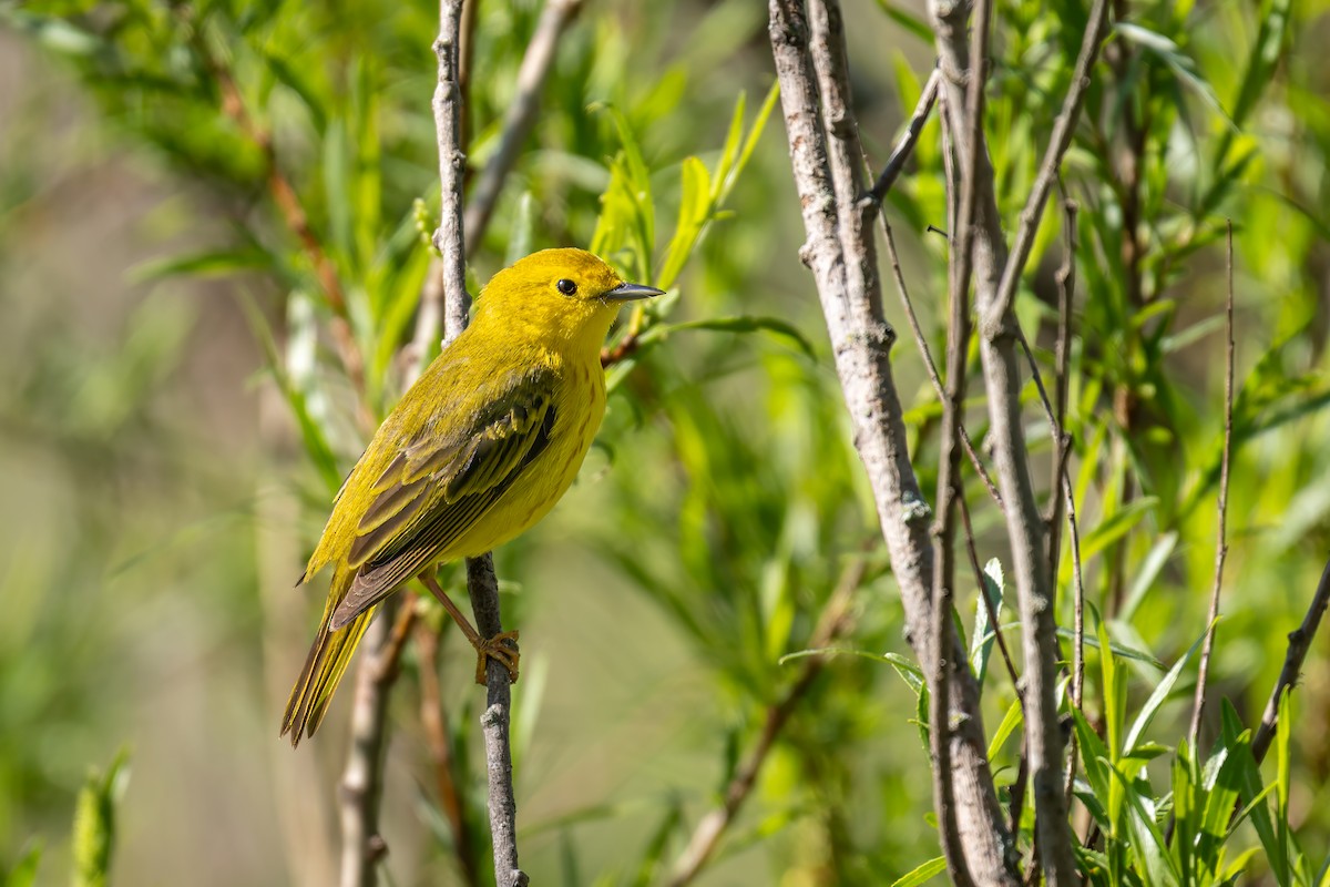 Yellow Warbler - Matt Saunders