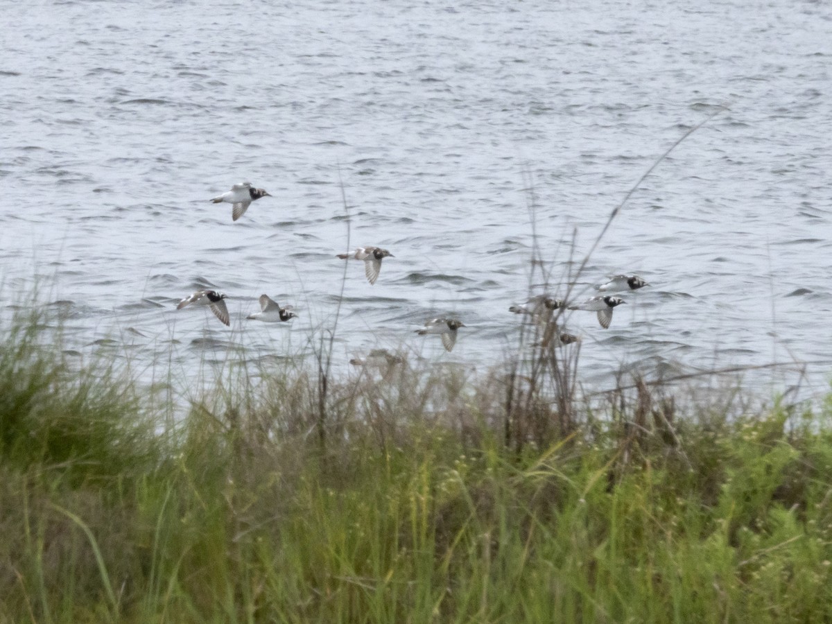 Ruddy Turnstone - Carol Bailey-White