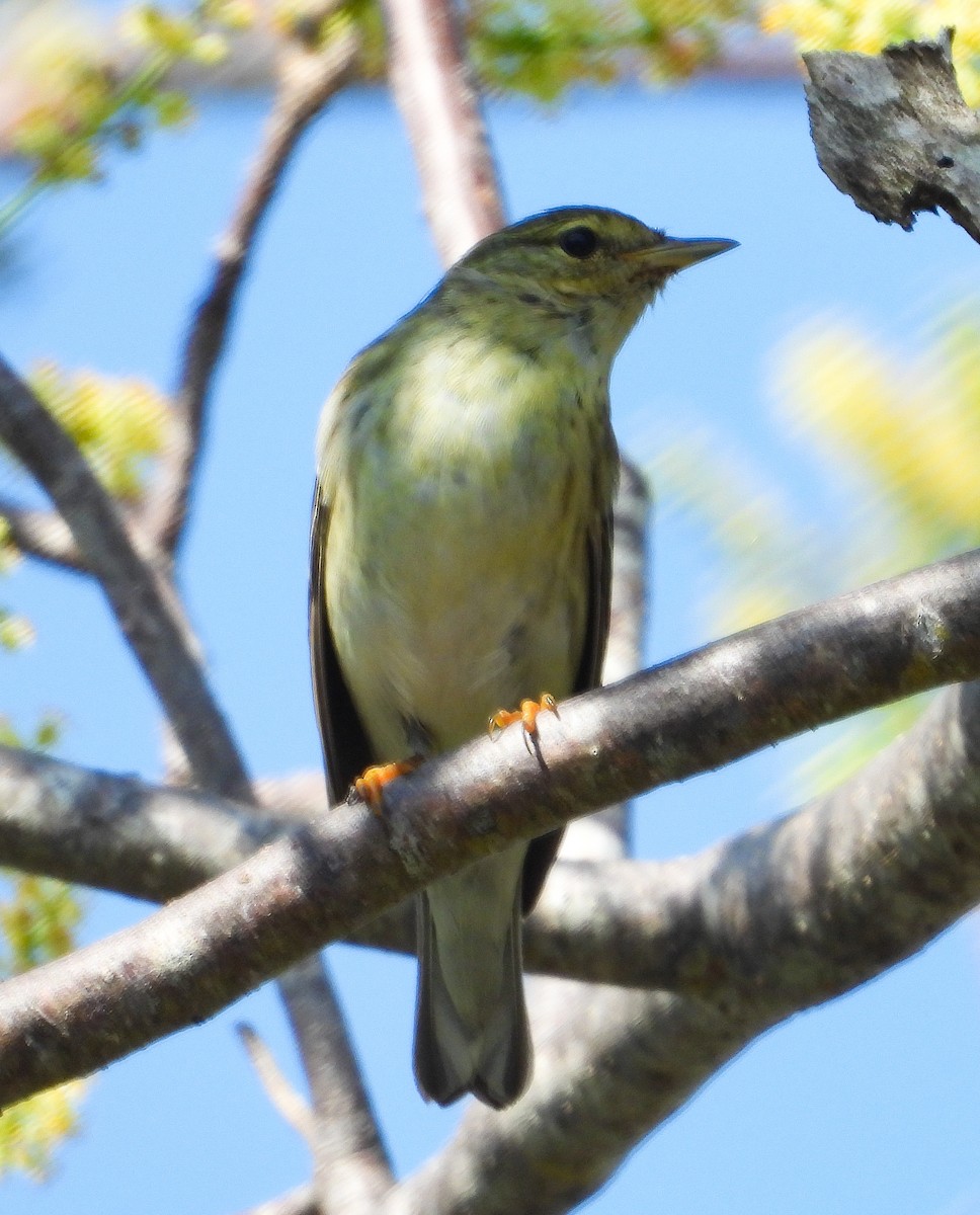 Blackpoll Warbler - Yaro Rodriguez