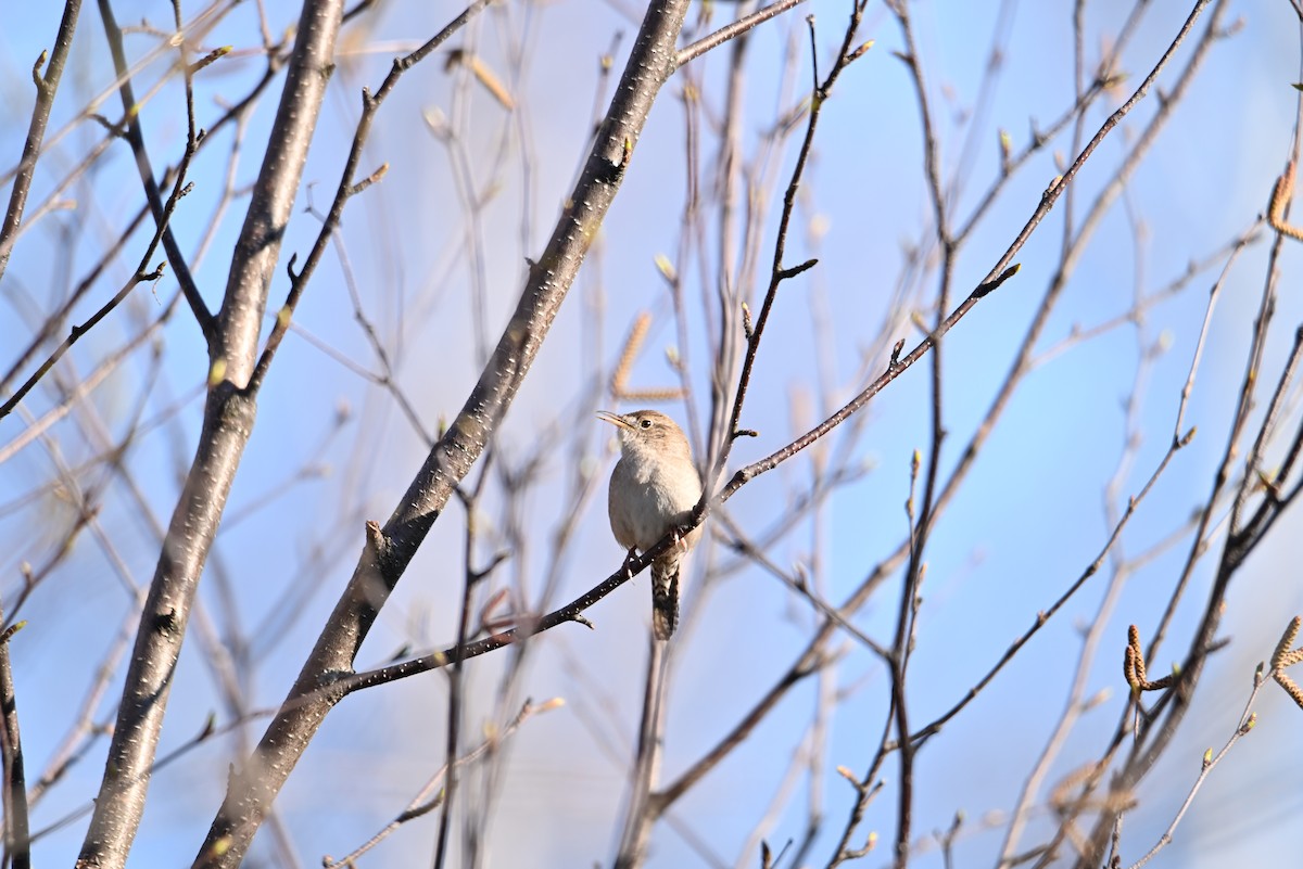 House Wren - Jonathan Gagnon