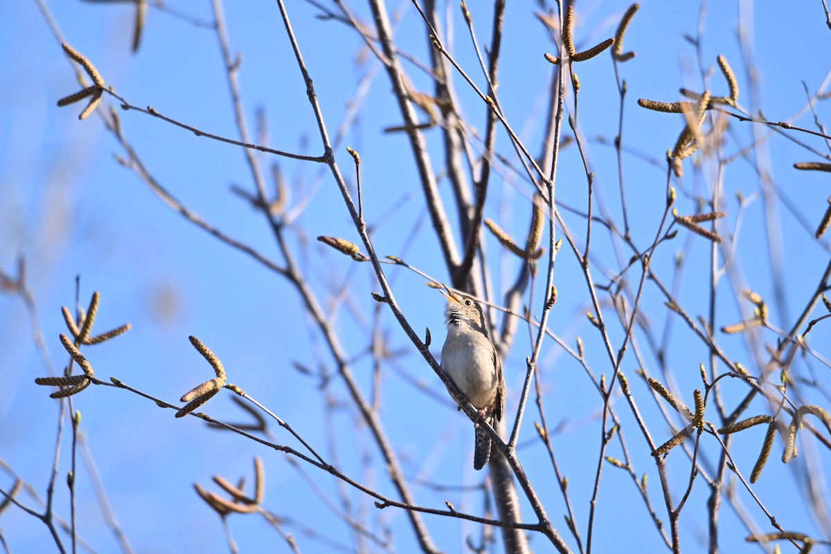 House Wren - ML618958696