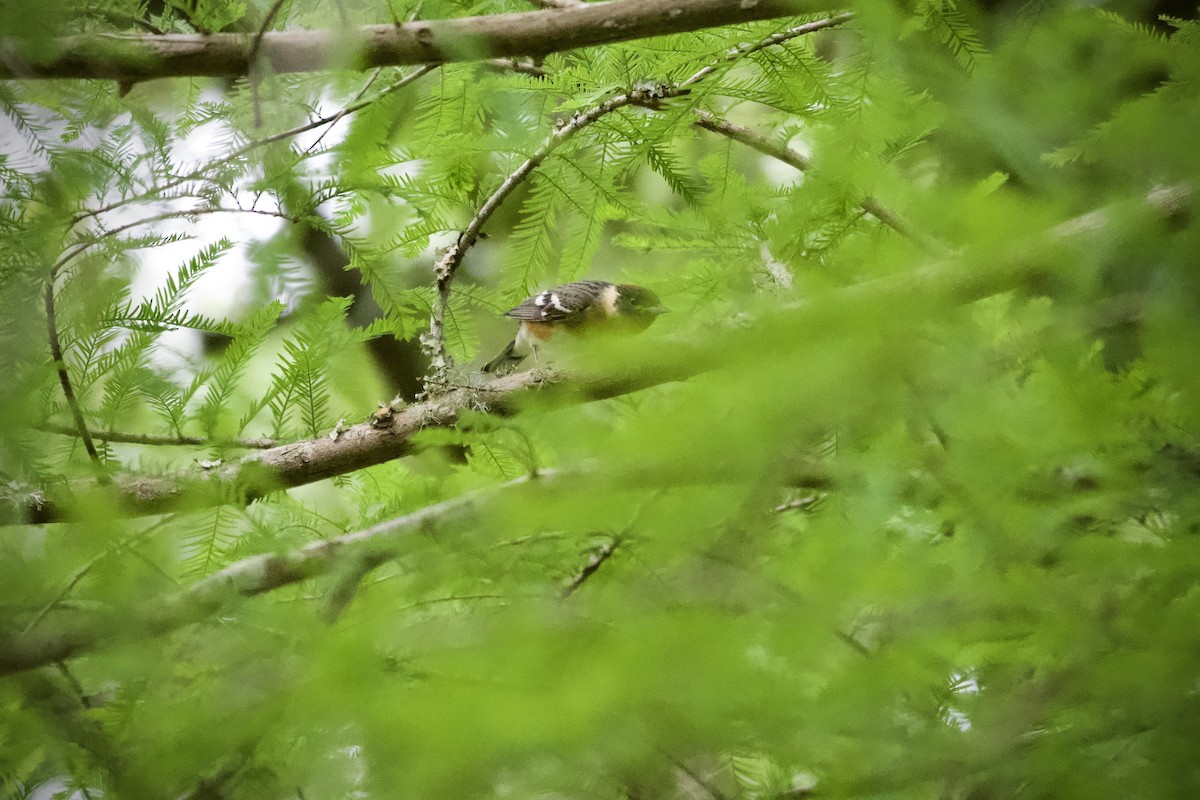 Bay-breasted Warbler - ML618958697