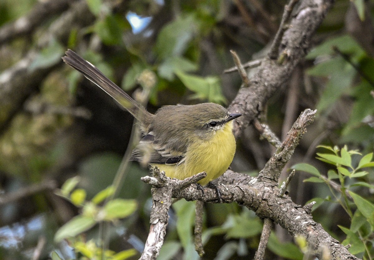 Greater Wagtail-Tyrant - federico nagel