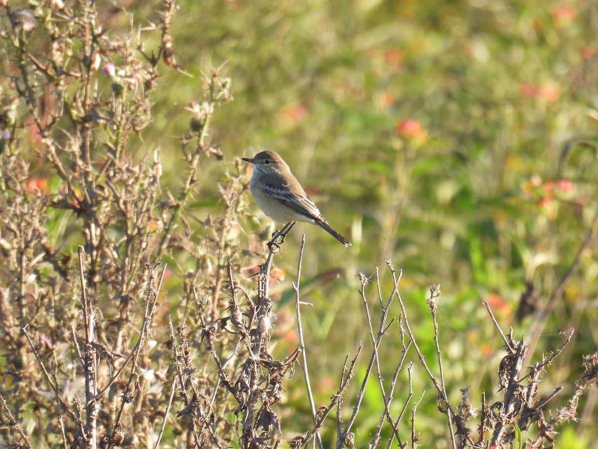 Lesser Shrike-Tyrant - ML618958730