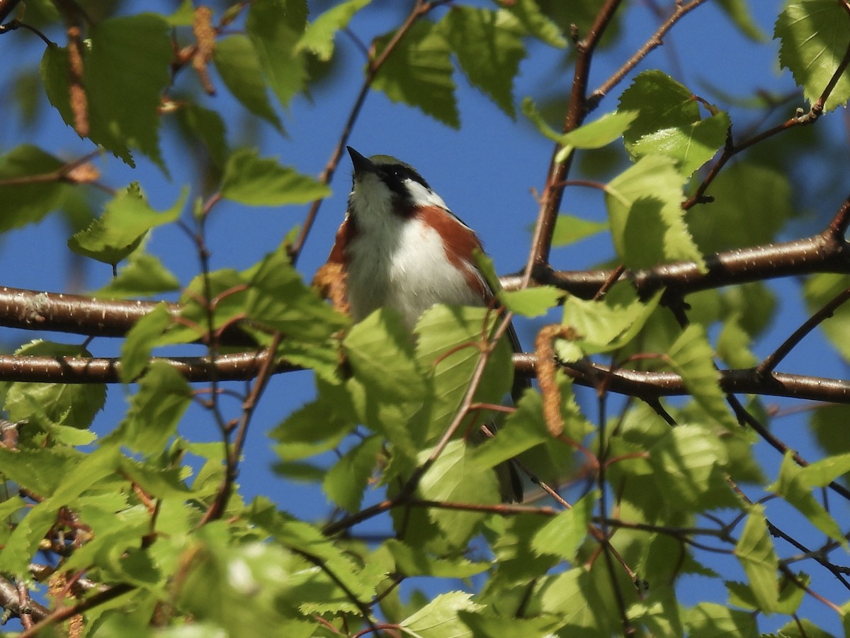 Chestnut-sided Warbler - Curt Nehrkorn