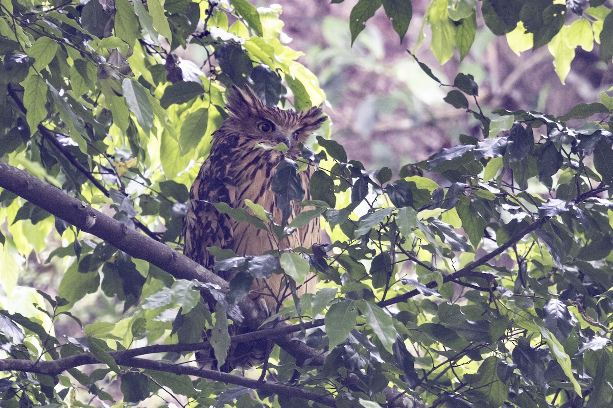 Tawny Fish-Owl - Robert Lewis