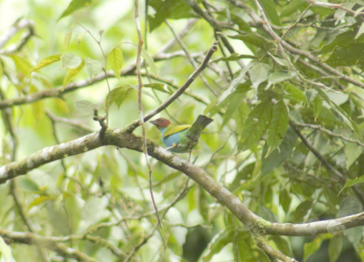 Bay-headed Tanager - Francy Cortés