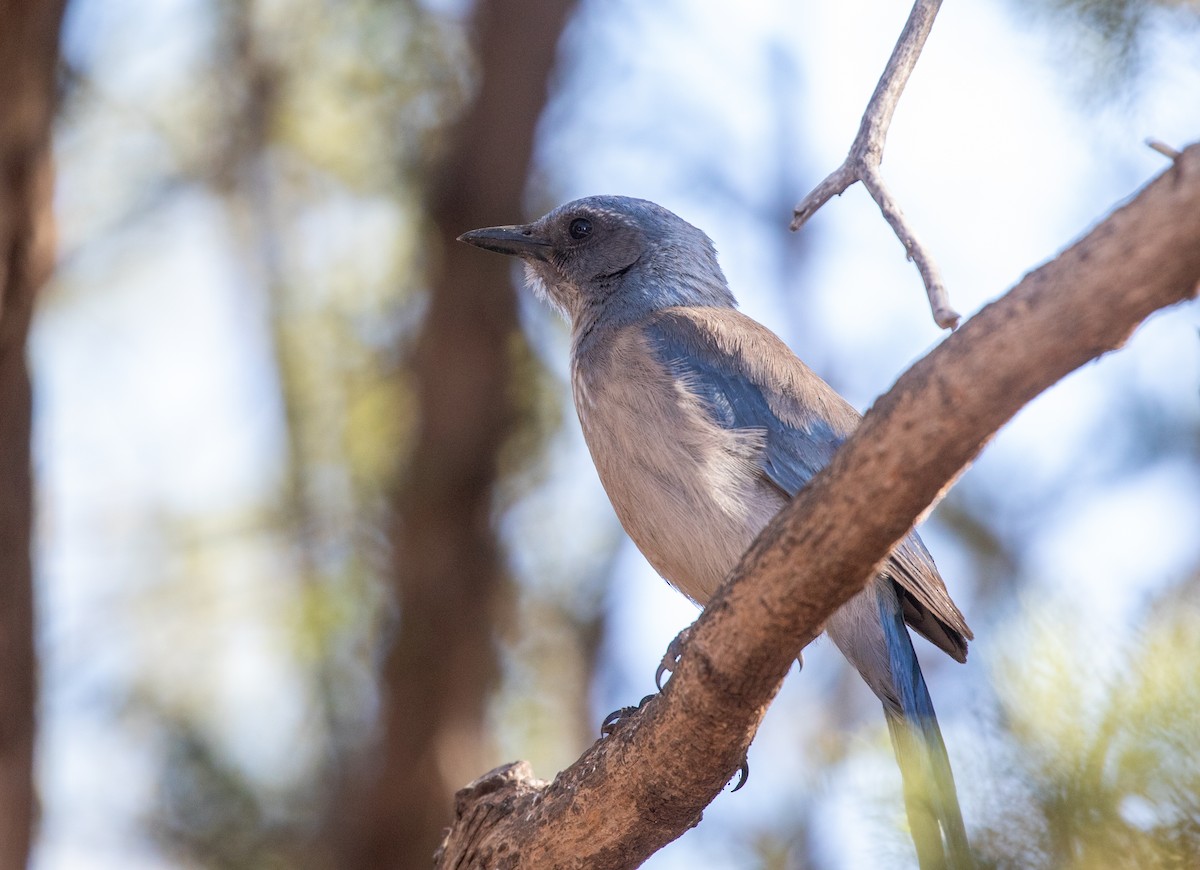 Woodhouse's Scrub-Jay (Woodhouse's) - William Price
