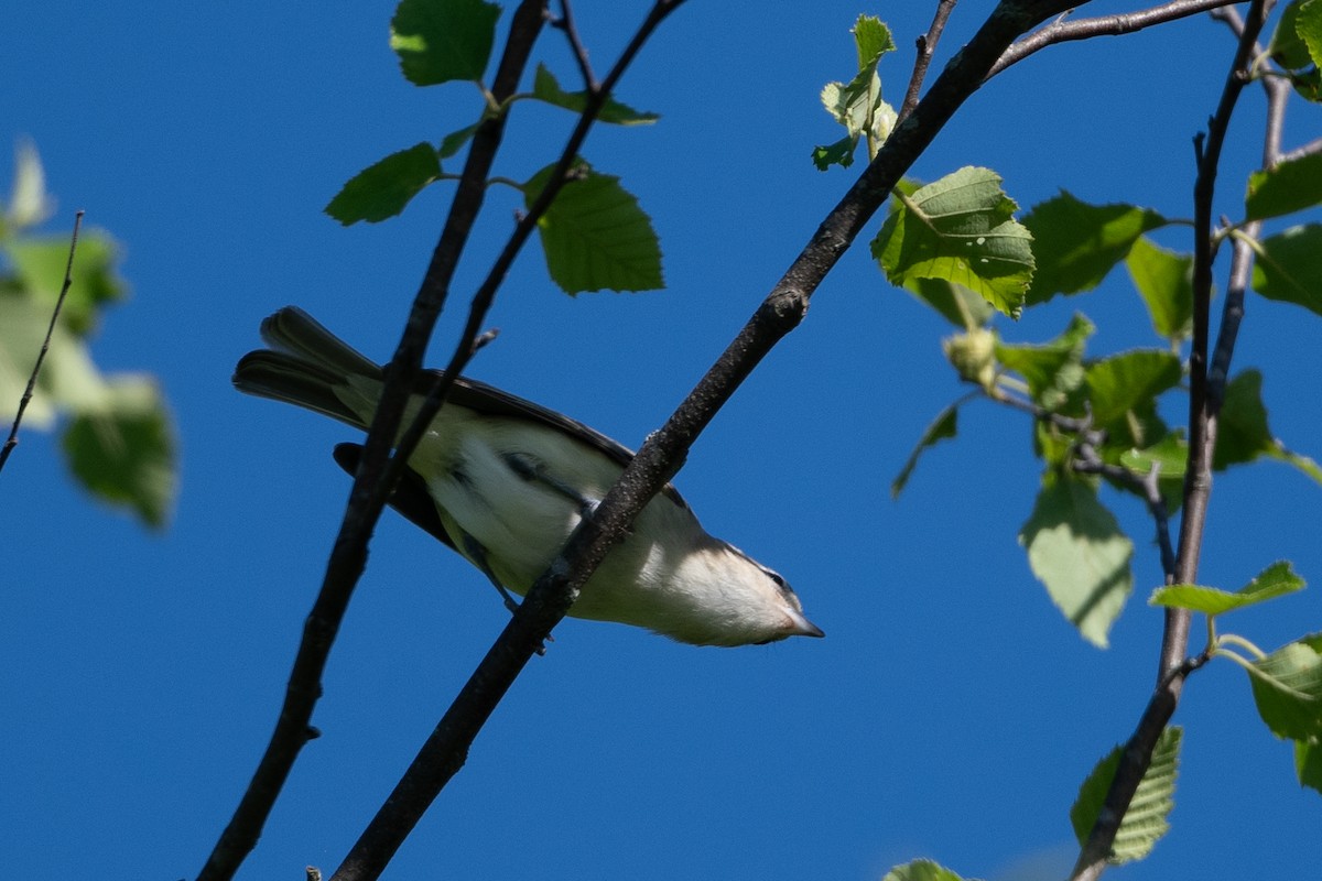 Warbling Vireo - ML618958797