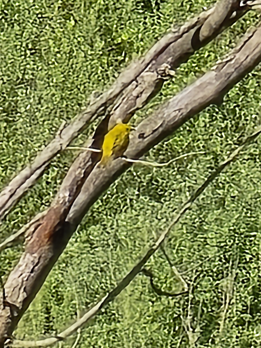 Yellow Warbler - ML618958814