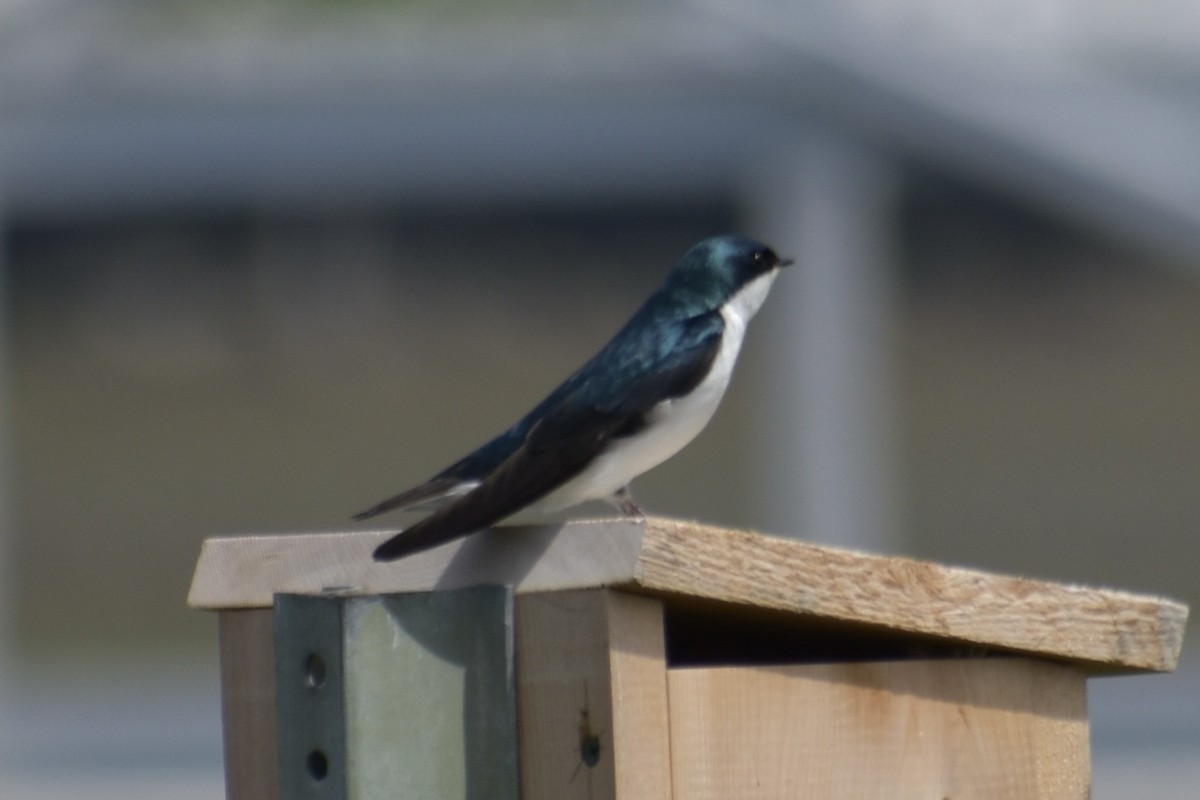 Tree Swallow - Will K