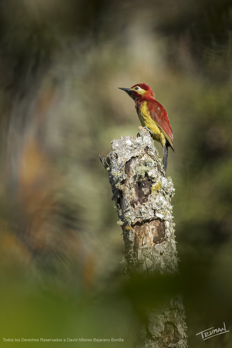 Crimson-mantled Woodpecker - David Alfonso Bejarano Bonilla