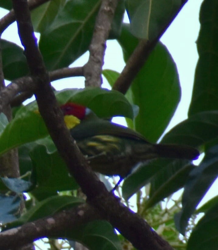 Versicolored Barbet - ML618958866