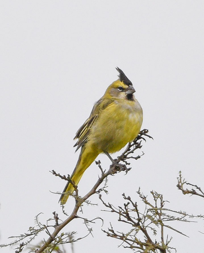 Yellow Cardinal - federico nagel