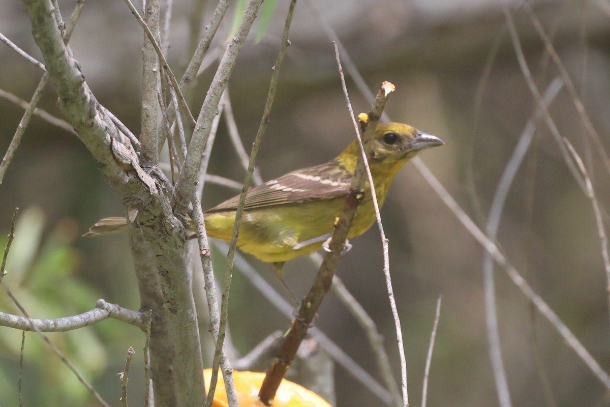 Flame-colored Tanager - Dean Gregory