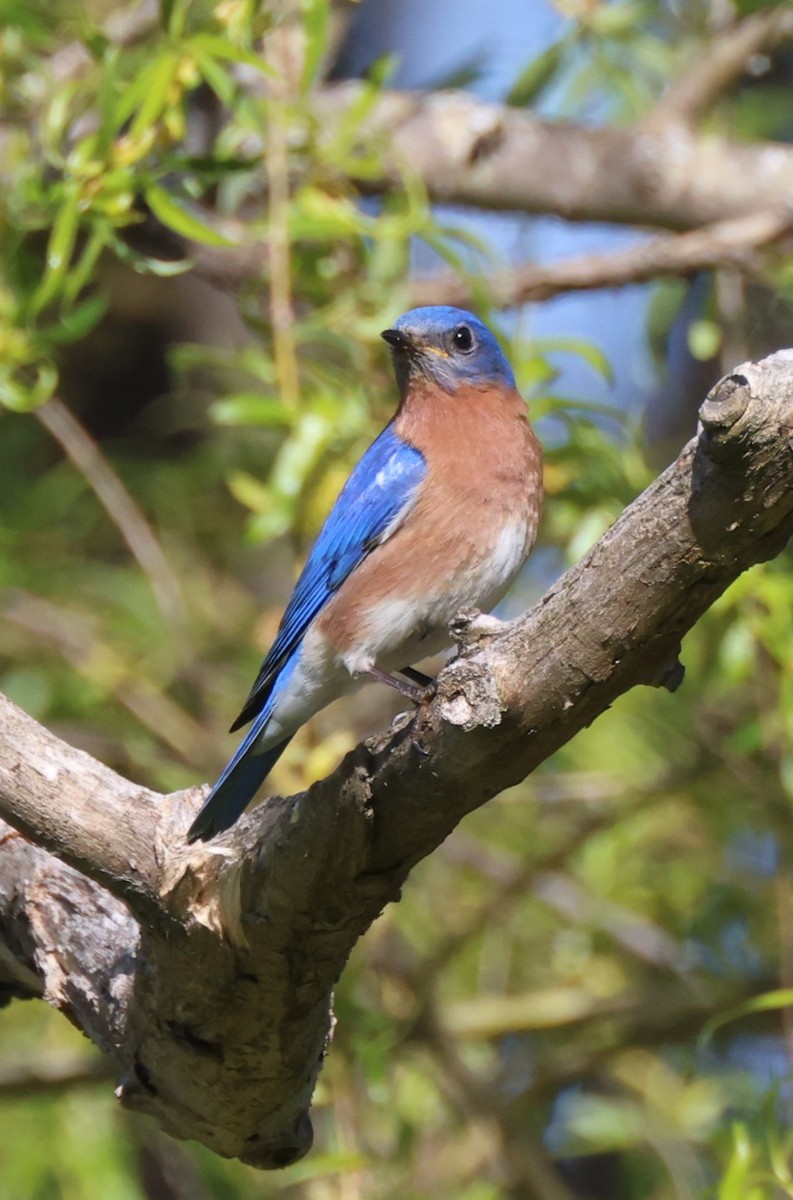 Eastern Bluebird - Mark Miller