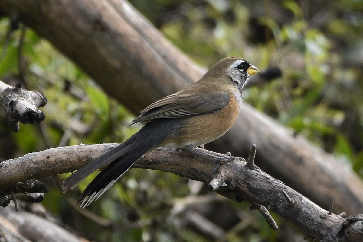 Many-colored Chaco Finch - federico nagel