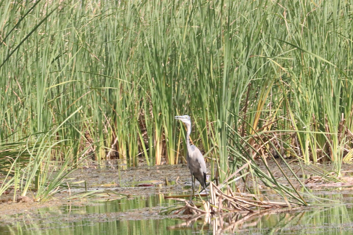 Gray Heron - ML618958908