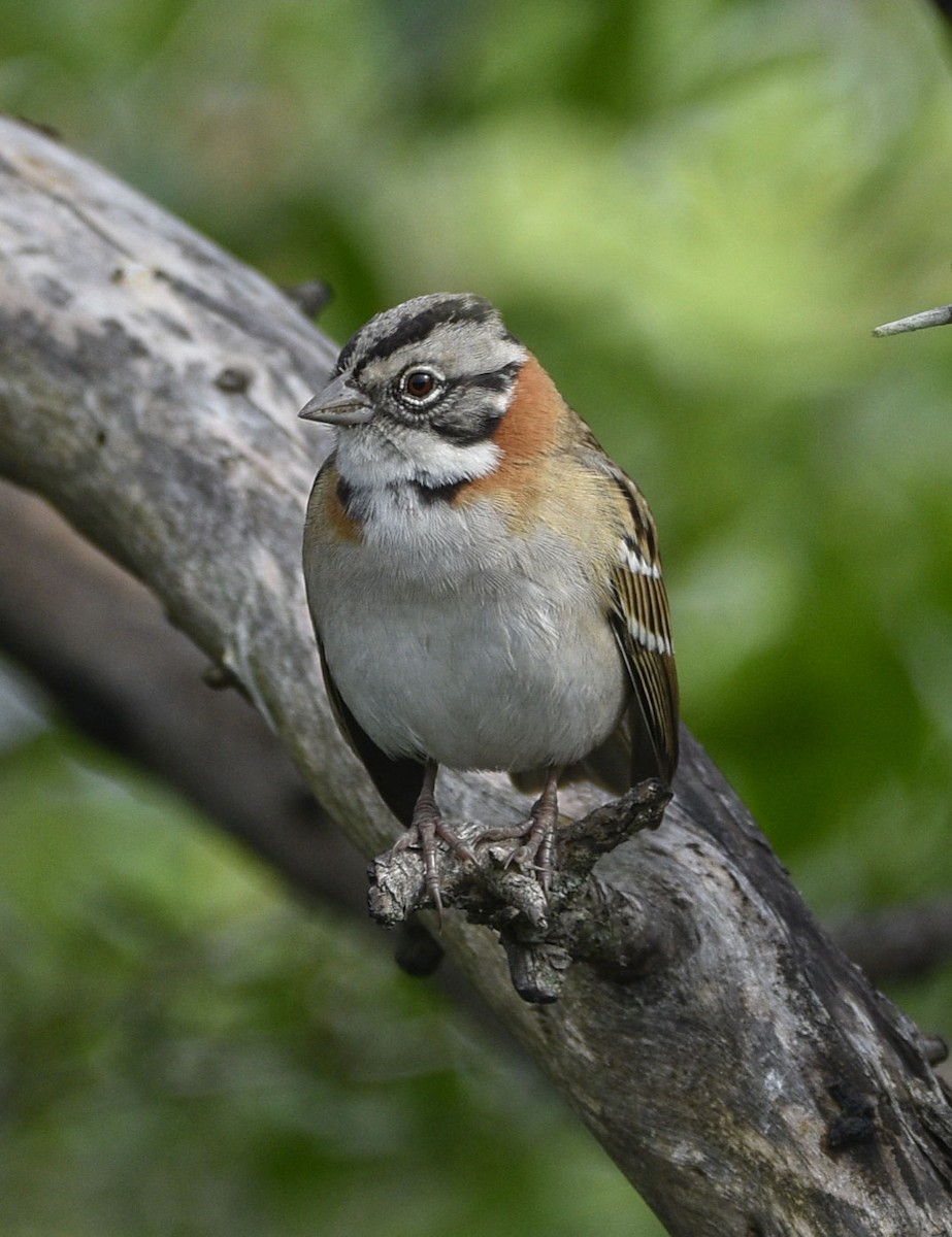Rufous-collared Sparrow - federico nagel