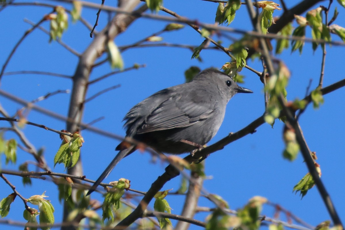 Gray Catbird - Mark Miller