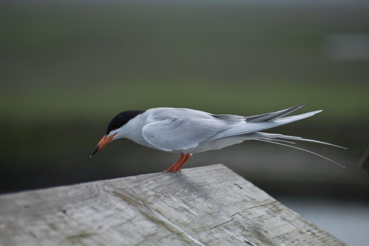 Forster's Tern - Will K