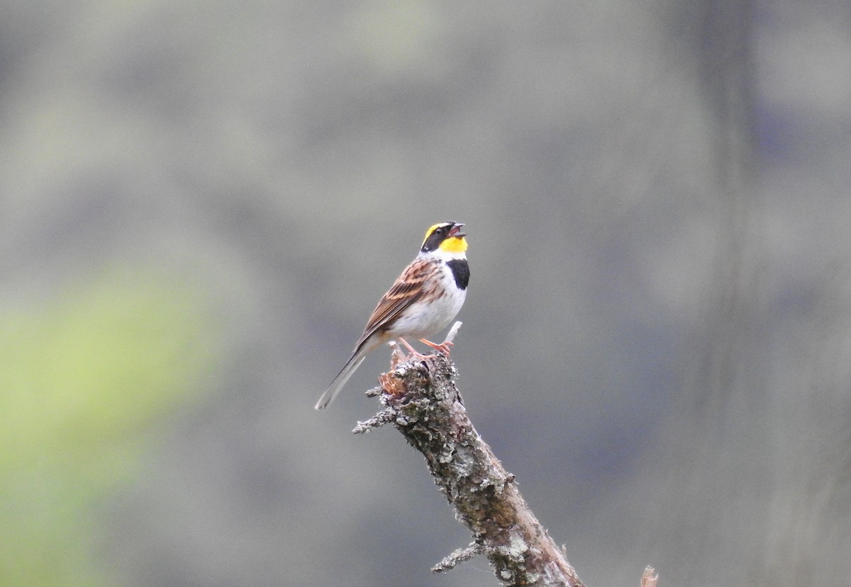 Yellow-throated Bunting - Oliver Tan