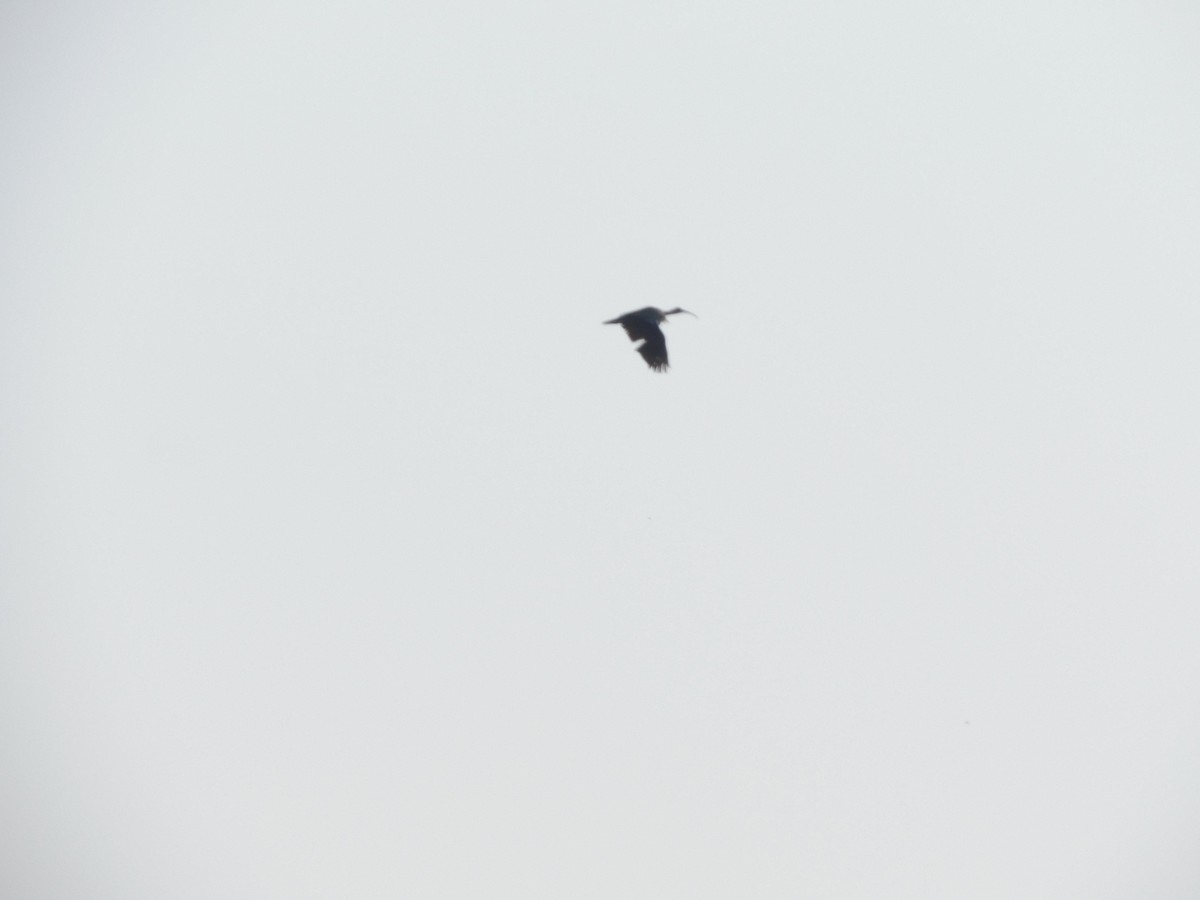 Red-naped Ibis - Gayathri Mukunda