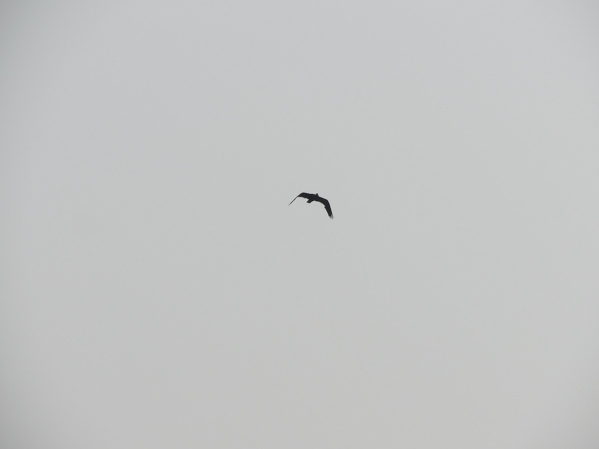 Red-naped Ibis - Gayathri Mukunda