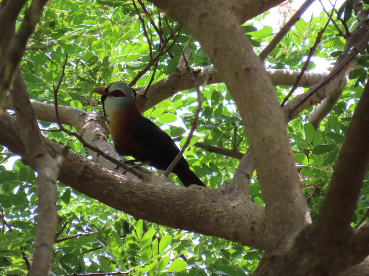 Scale-feathered Malkoha - ML618958991