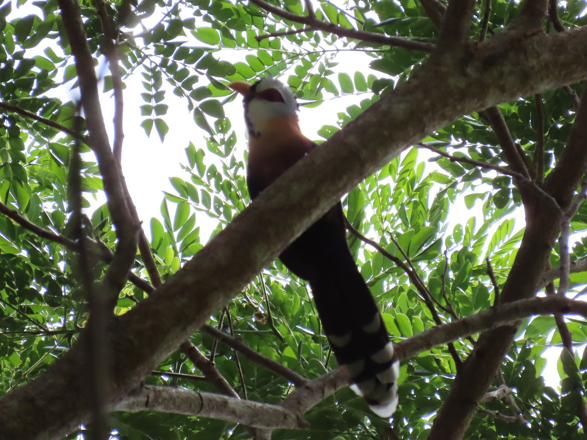 Scale-feathered Malkoha - ML618958994