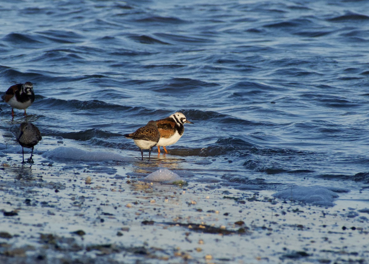 Ruddy Turnstone - ML618959035