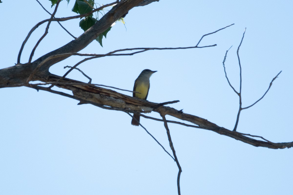 Western Kingbird - ML618959039