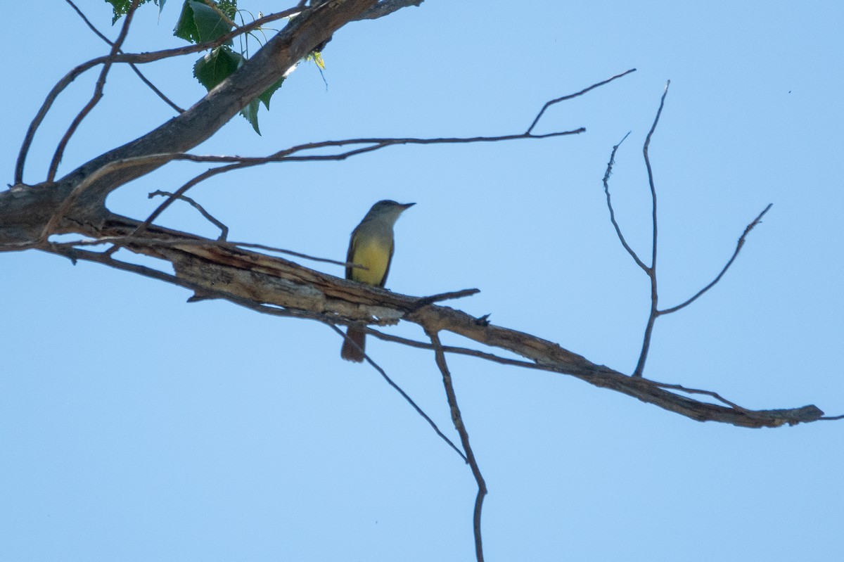 Western Kingbird - ML618959042